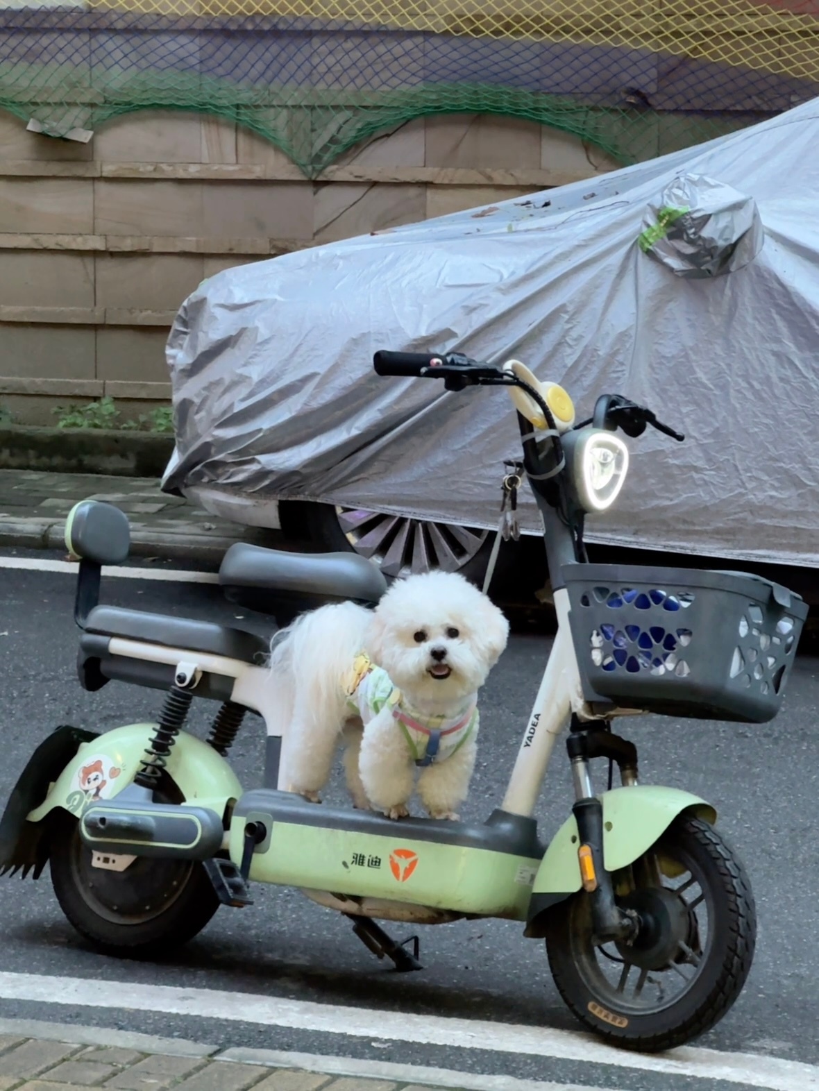 请你记住本小狗开的是雅迪不是奥迪