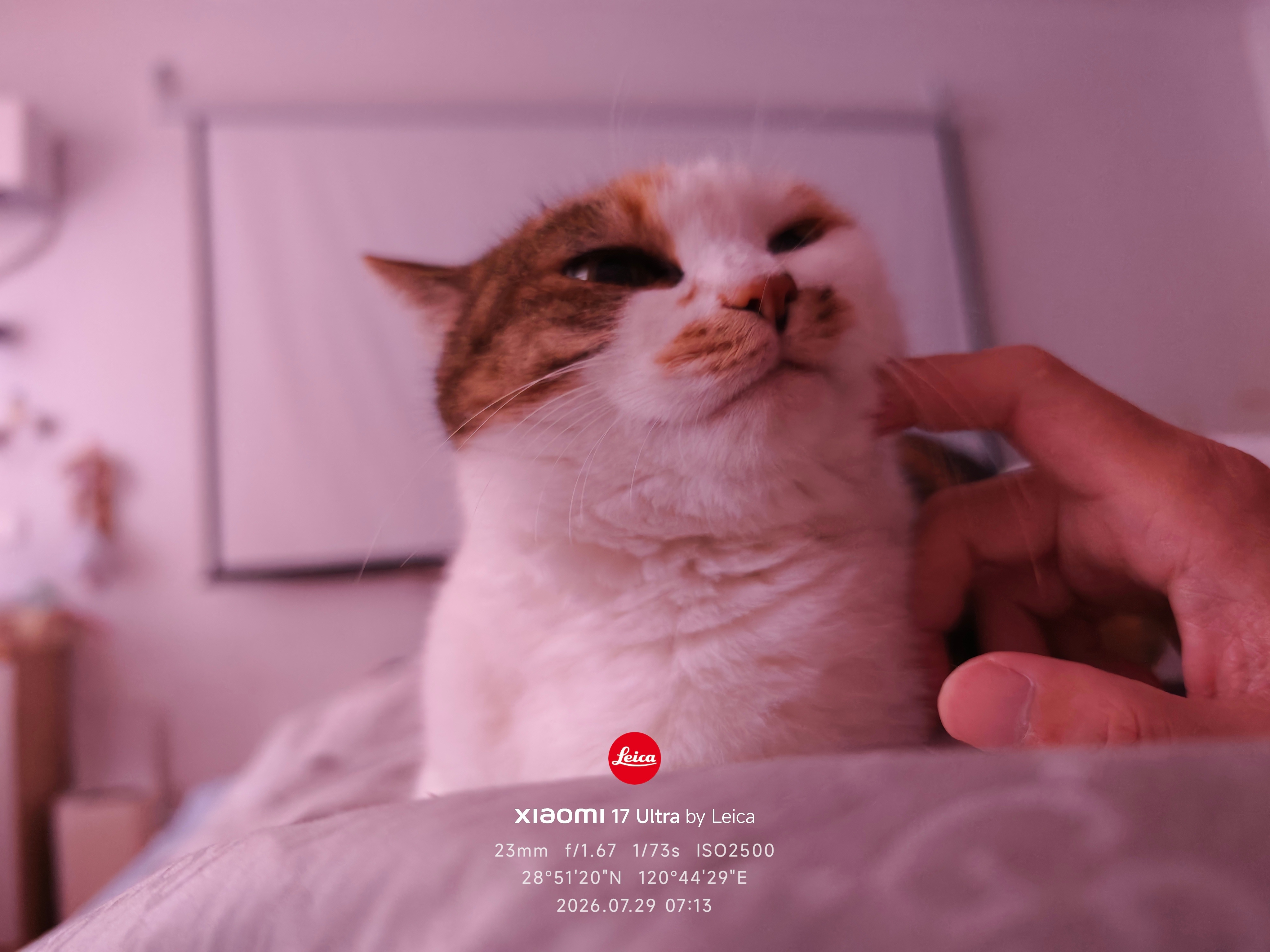 这就是男人喜欢养猫的原因？一大早有点门缝就跑进卧室，翻你身上，求摸摸。 