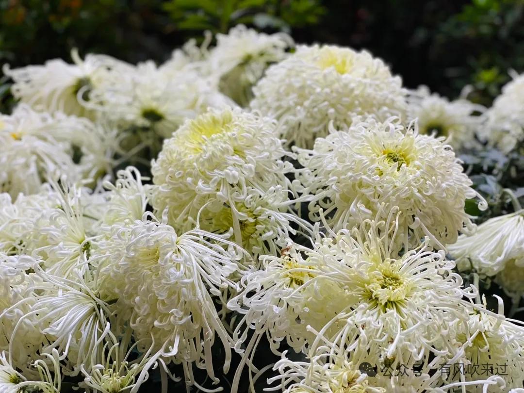 这丛白菊开得热烈，层层叠叠的花瓣如象牙雕琢的丝绒，卷曲缠绕成蓬松的花球。外层花瓣