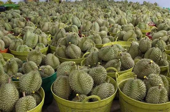 眼下正值东南亚榴莲集中采摘上市的旺季，爱吃榴莲的朋友终于等来了好消息。
 
依托