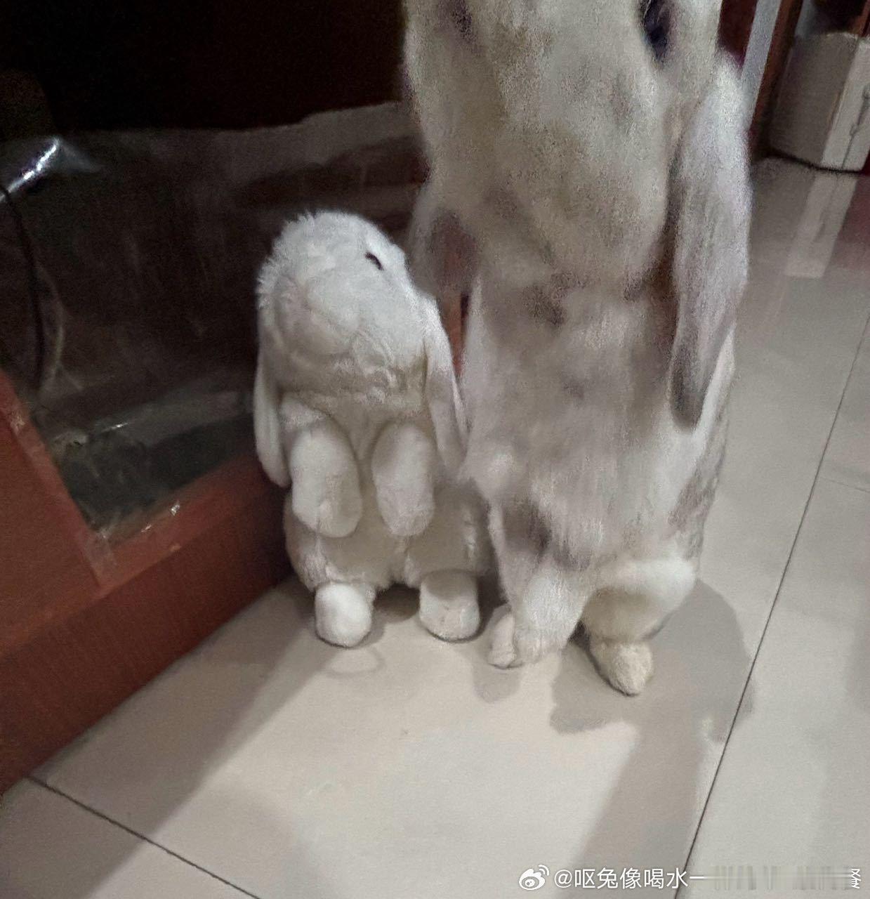 15020🐇【兔子s】 ​​​