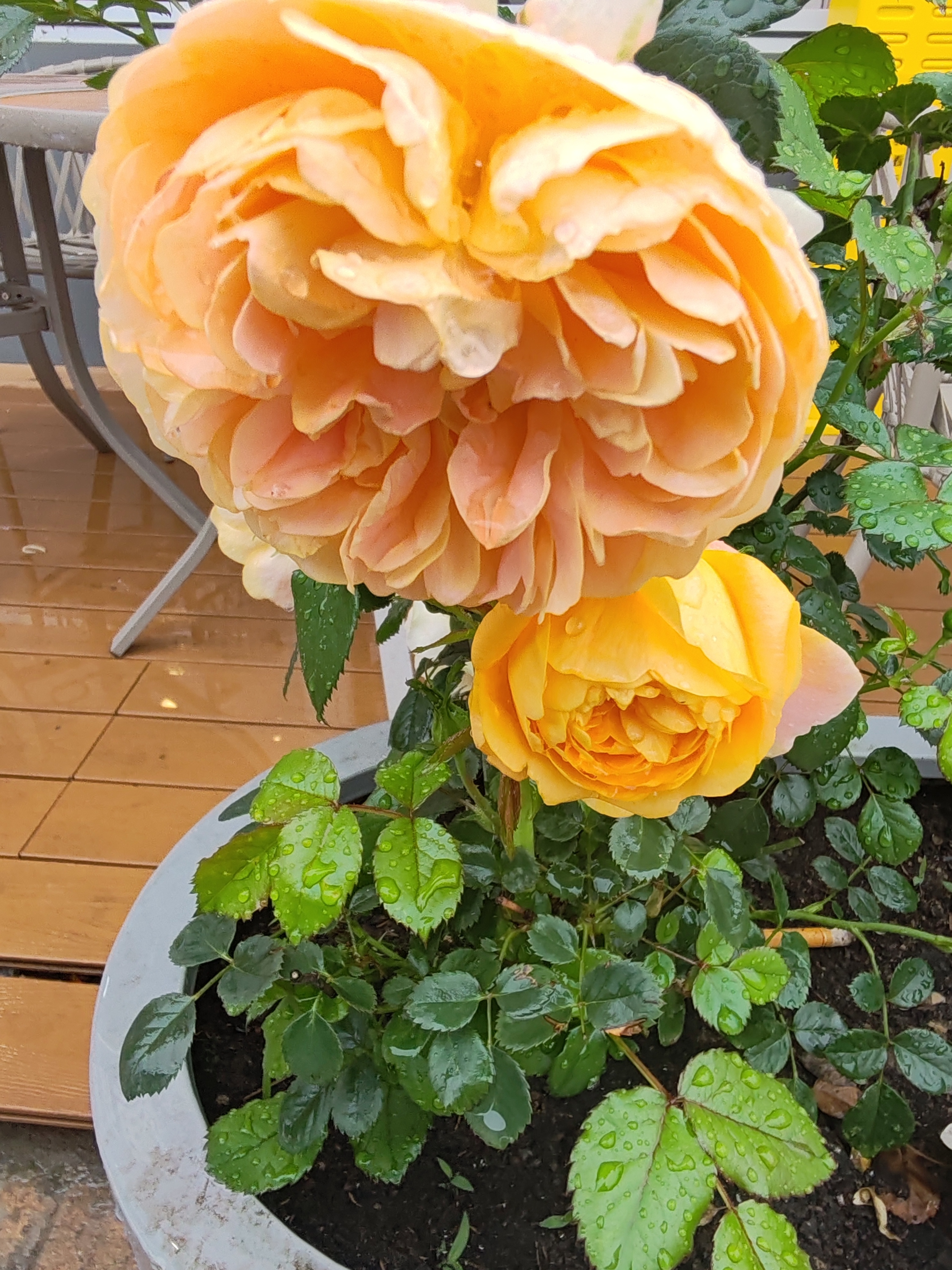 《妻子的浪漫旅行2026》这一季的阵容确实非常有看头，不仅有“老夫老妻”回归，还