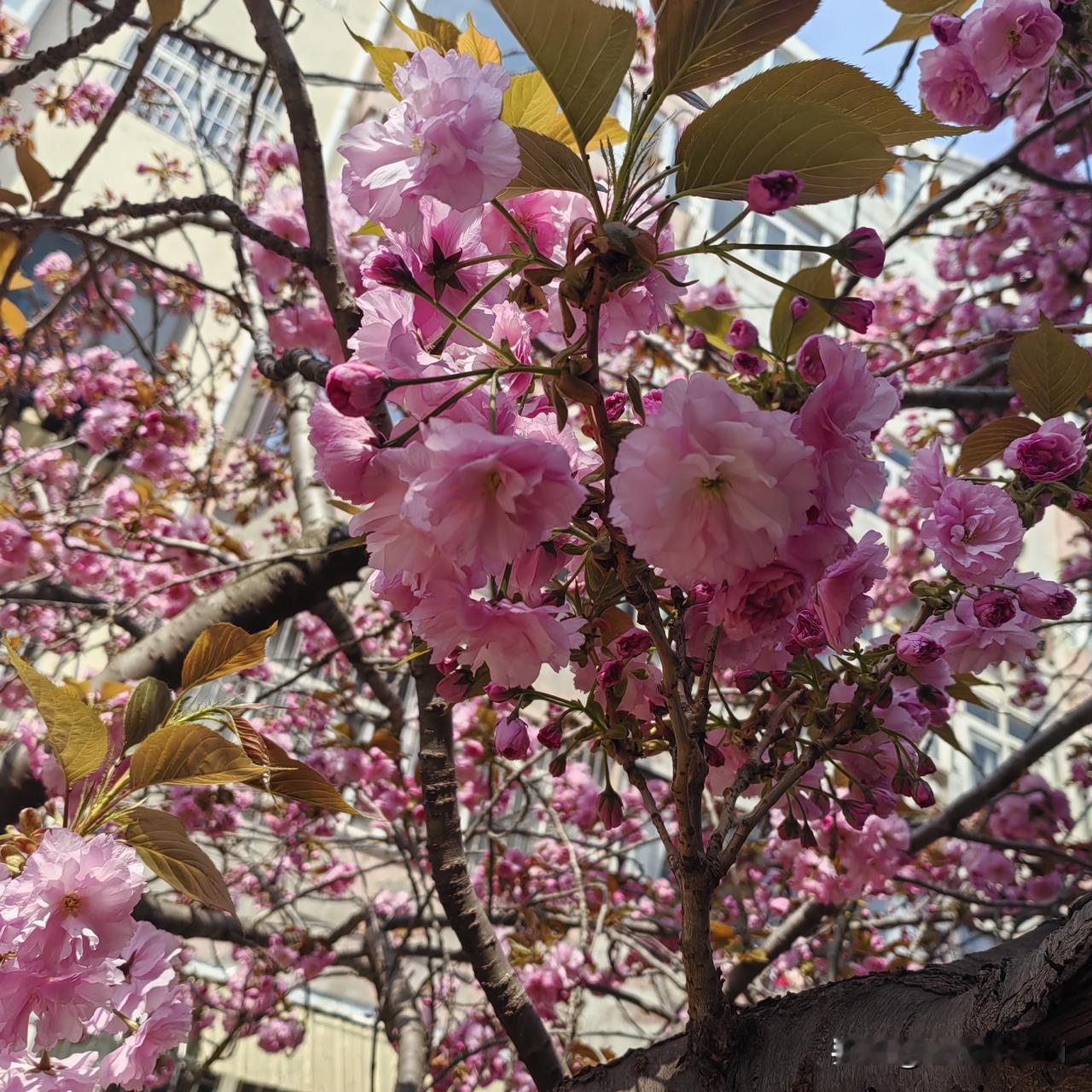 有没有漂亮的花朵图片樱花，我小区原先好个单元都有，由于防虫害不及时，目前没有几棵