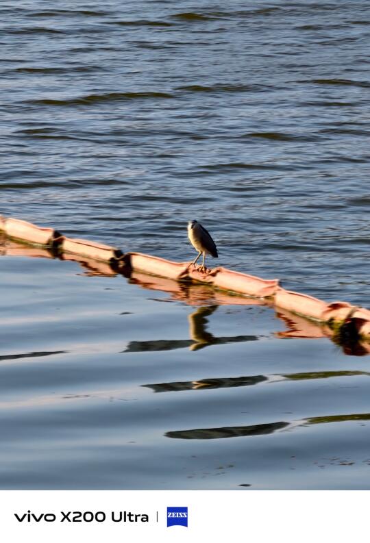 “小鸟显微镜”启动！