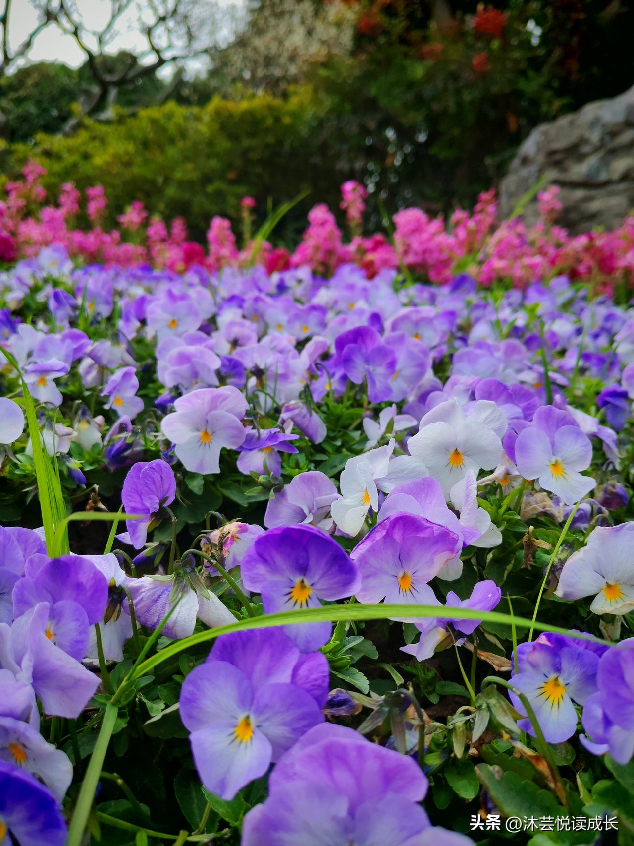 退休已经两个月了。
从前天天盼着退休，真闲下来了，反而慌了。
 
想出去旅游，看