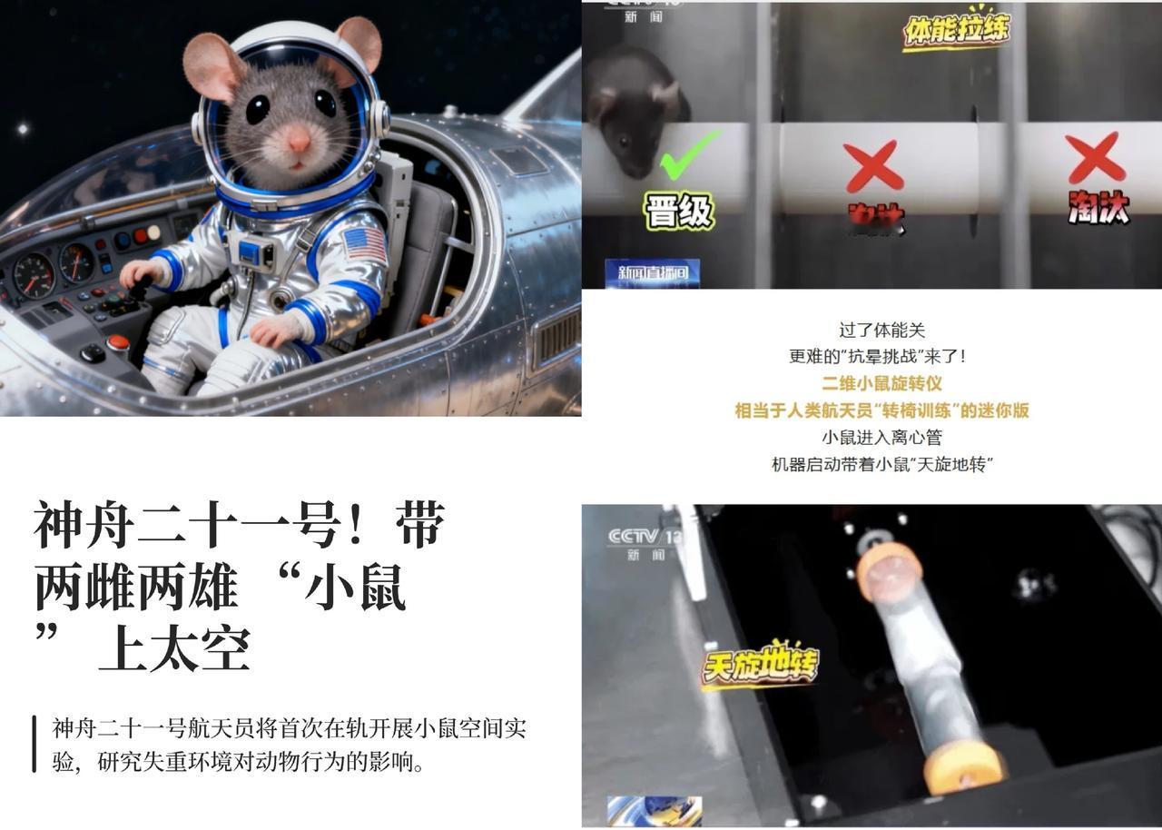 这下出名了
不仅中国,连全世界都知道了
除了三名航天员飞上太空,另外还有四只
可