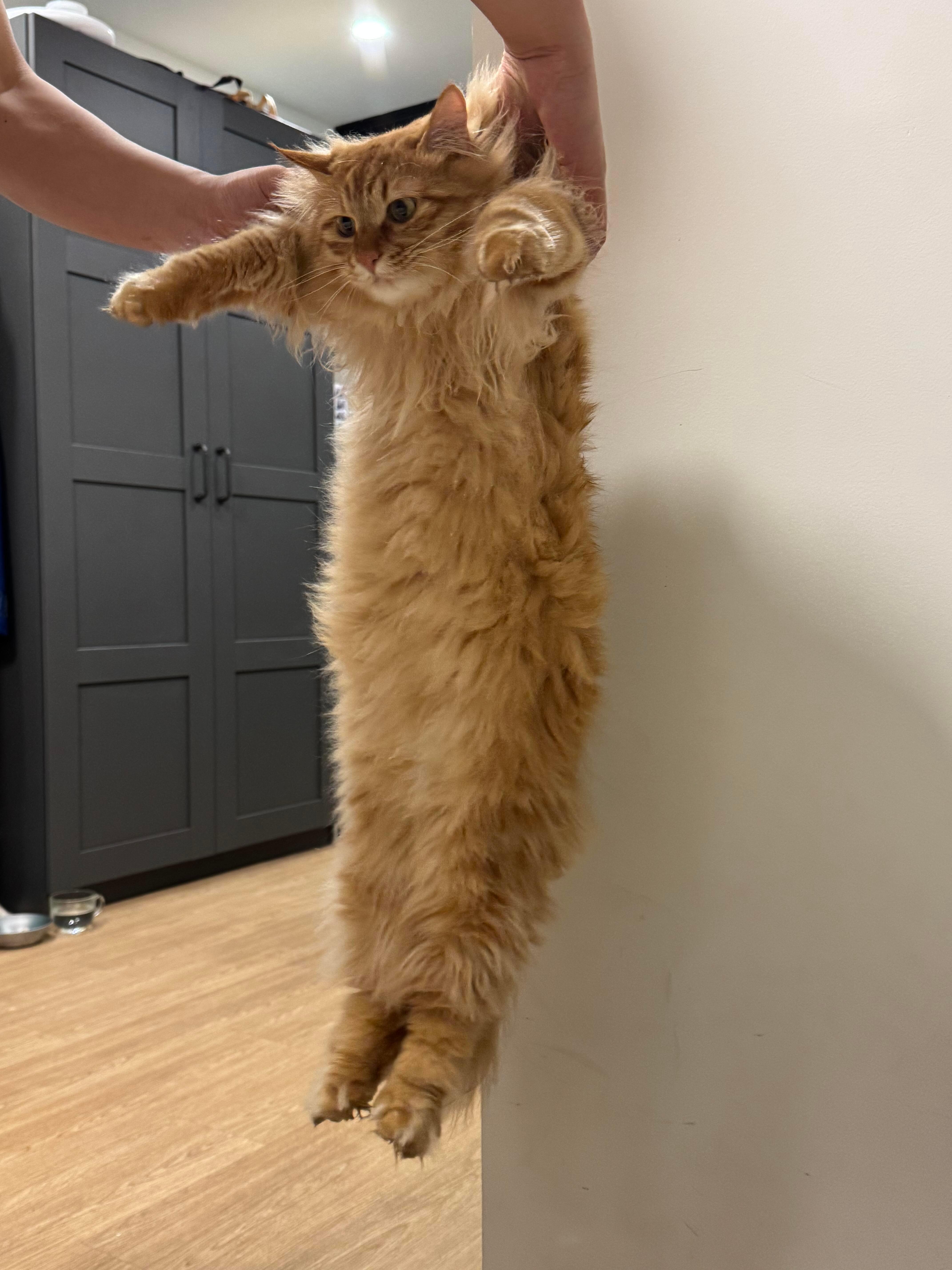 调皮猫被罚站满脸写着不服 