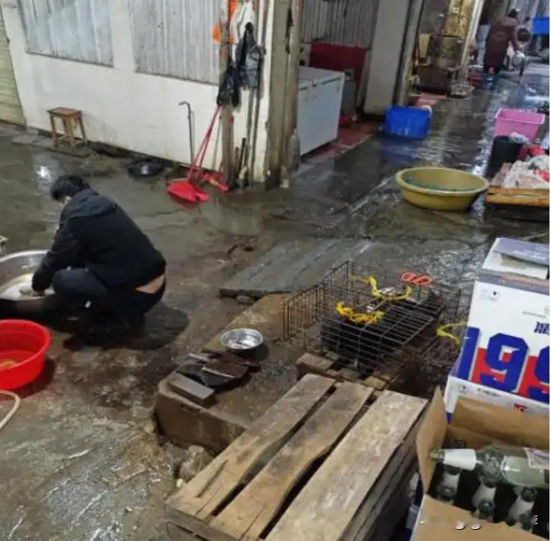 近日，福建上杭县城东市场内有商户公开销售活猫并提供现场屠宰服务的现象，引发社会广