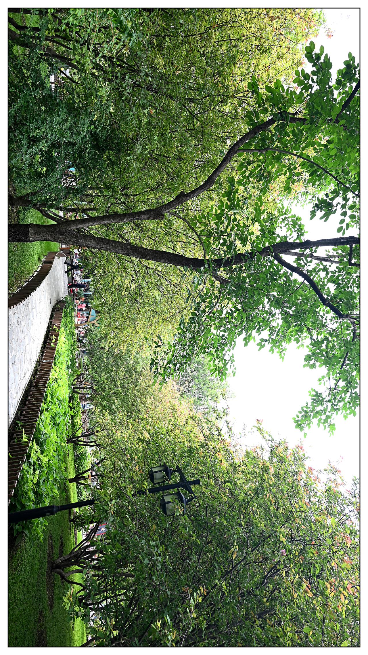 初夏公园绿色小景