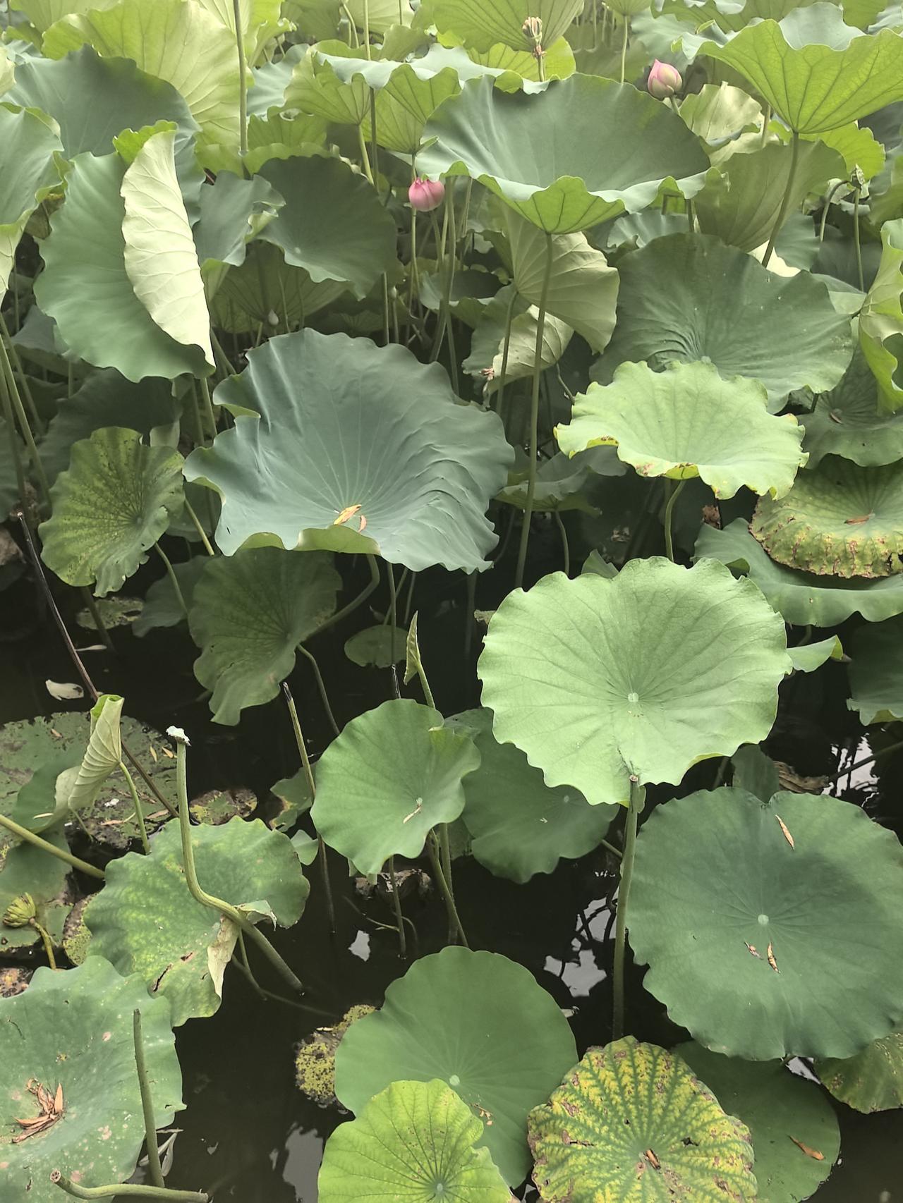 明湖荷衰