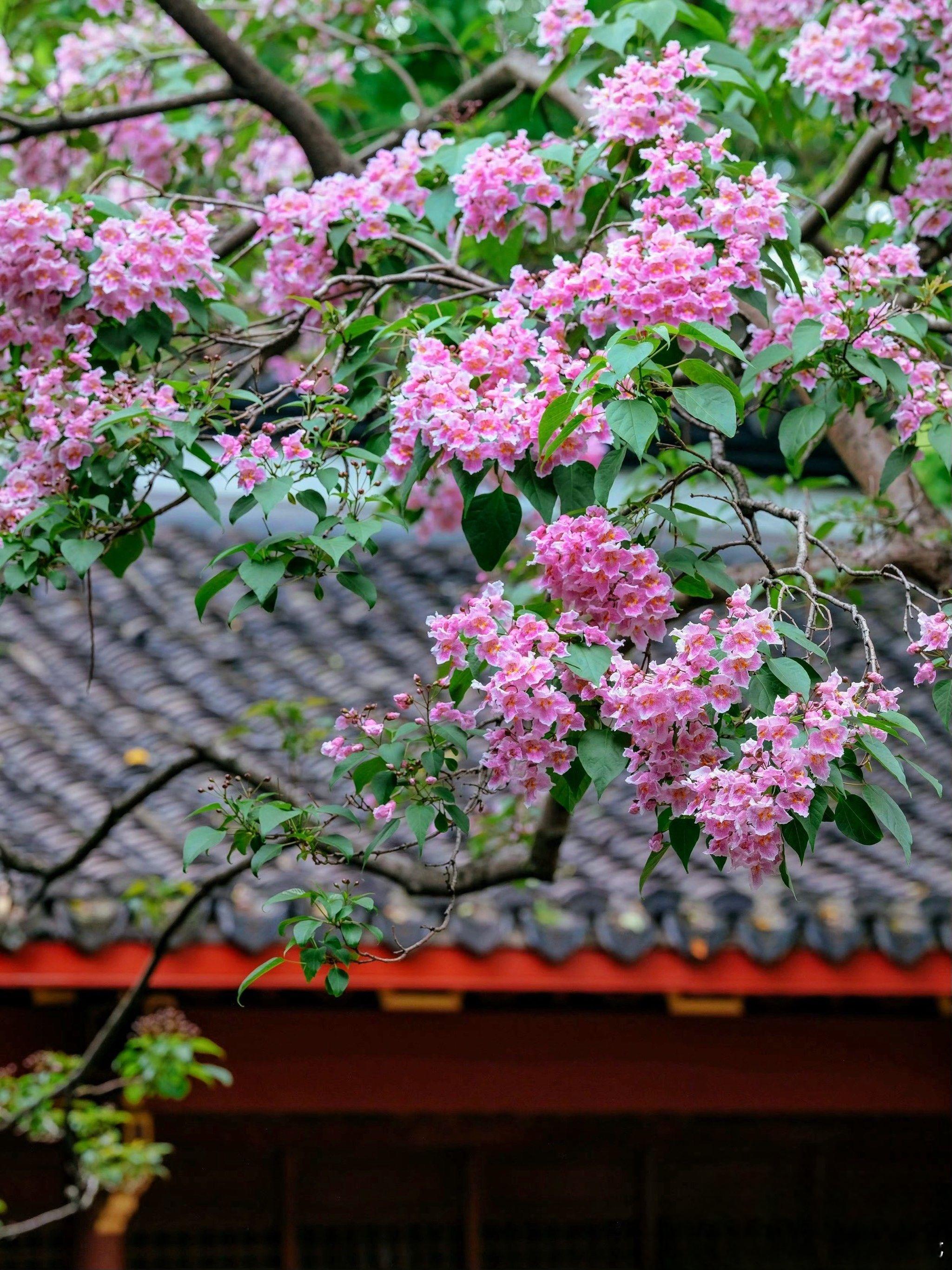 吴山530岁古楸树，花开如云霞🌸         暮春的杭州，最雅的踏青不在人