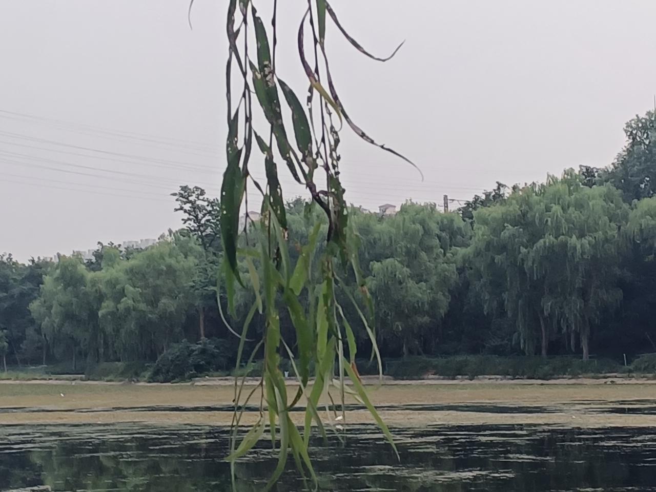 昨晚一夜的雨，今天明显天凉了。
     上午出去买菜，觉得天凉了上身套了个外套