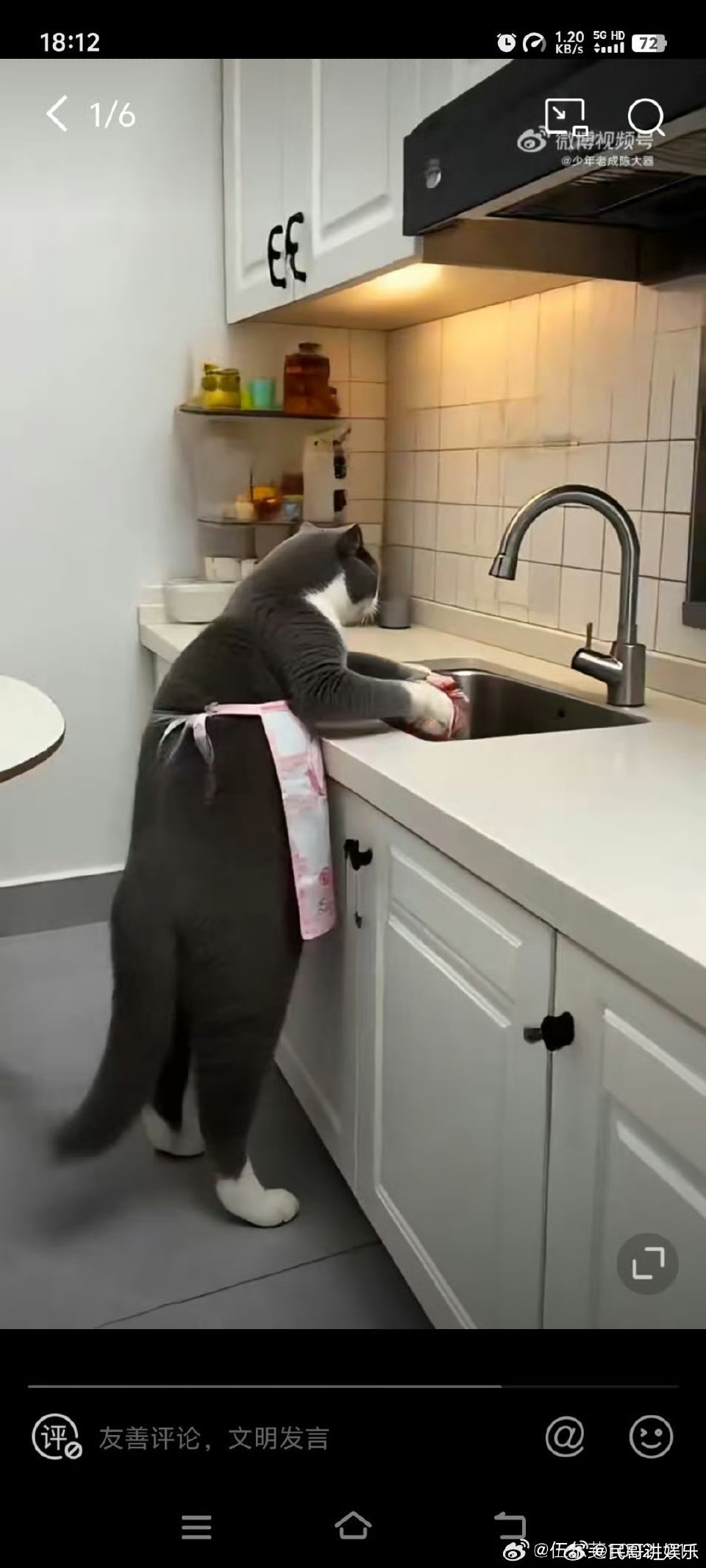 我家猫给我做了四菜一汤 了解一下猫猫的秘密！猫猫舌倒刺勾毛难消化，吐毛拉毛常见。