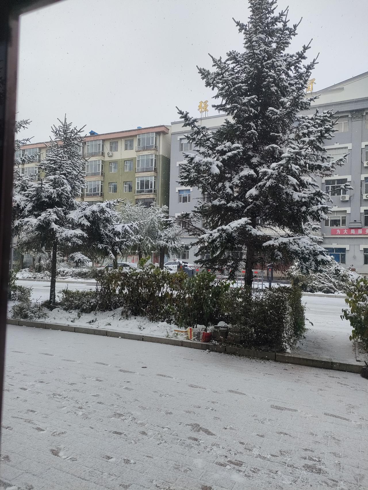 家人们，谁懂啊！大东北竟然悄咪咪地下雪啦！
 
瞧这窗外，原本还带着秋意的树木，