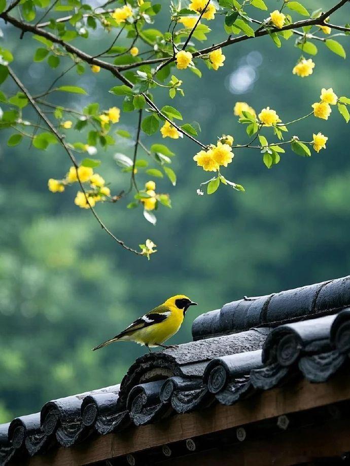 “春雨微，香风少，帘外莺啼声声好。”[微风][微风] ​​​