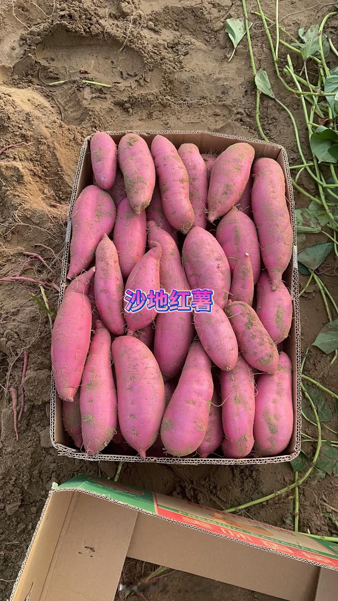 红薯亩产可达8000多斤，比小麦和水稻产量还高，却成不了主粮。主要是在营养、储存