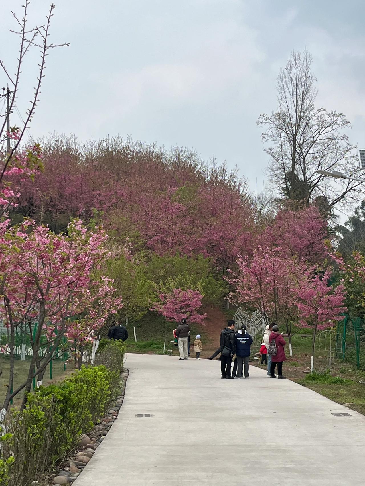 。。乐山青衣江，樱花谷飘香。。