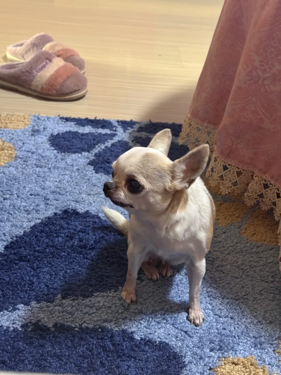 我的老小狗🐶小可儿❤️