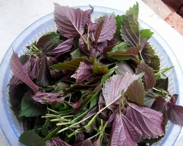 卵巢早衰，一把紫苏调理肾气，让身体恢复活力 卵巢早衰，说白了就是肾气不...