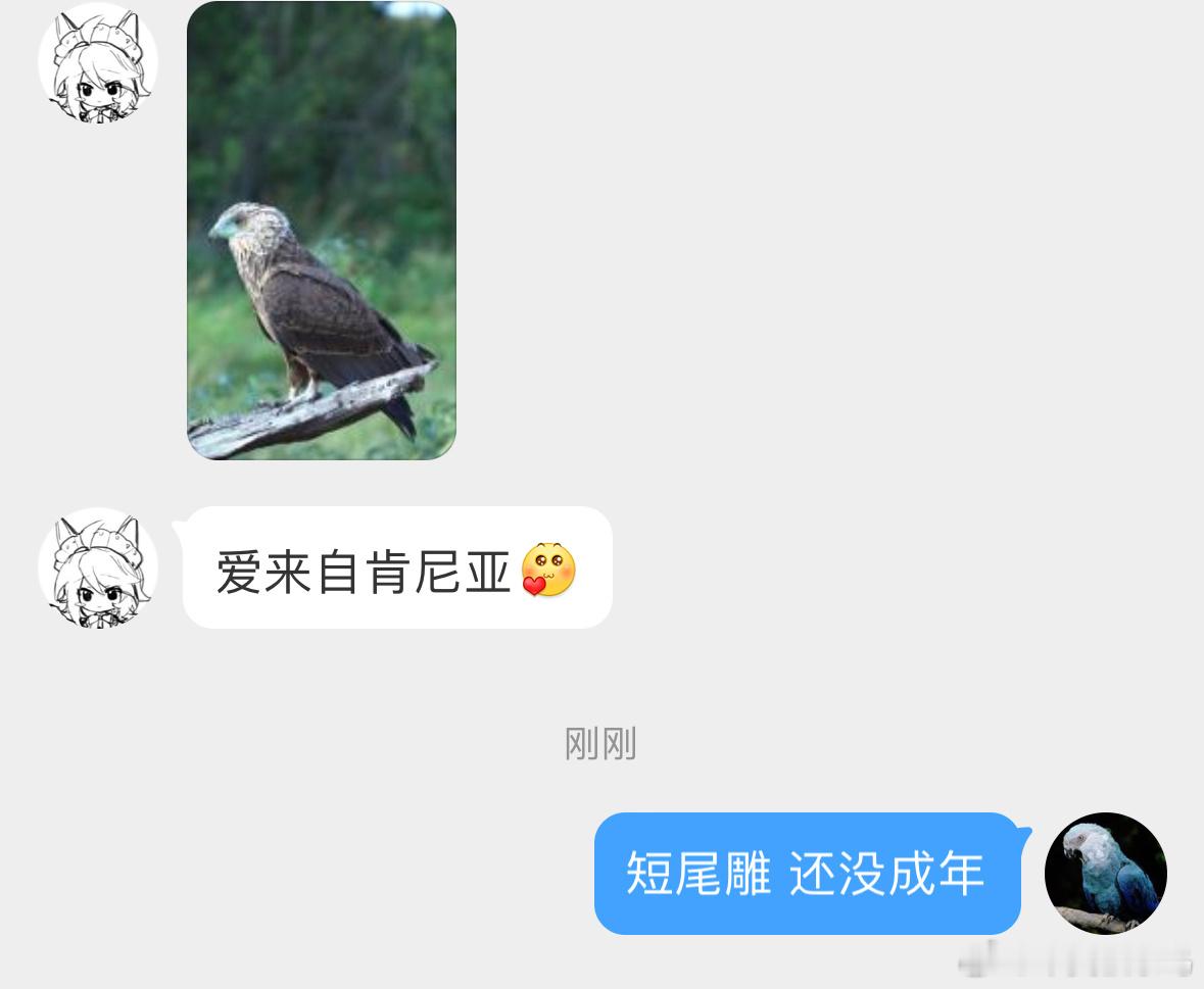 鸟粉投稿  坐标：肯尼亚🇰🇪一只年轻的【短尾雕】，顾名思义尾巴很短成年后脸是