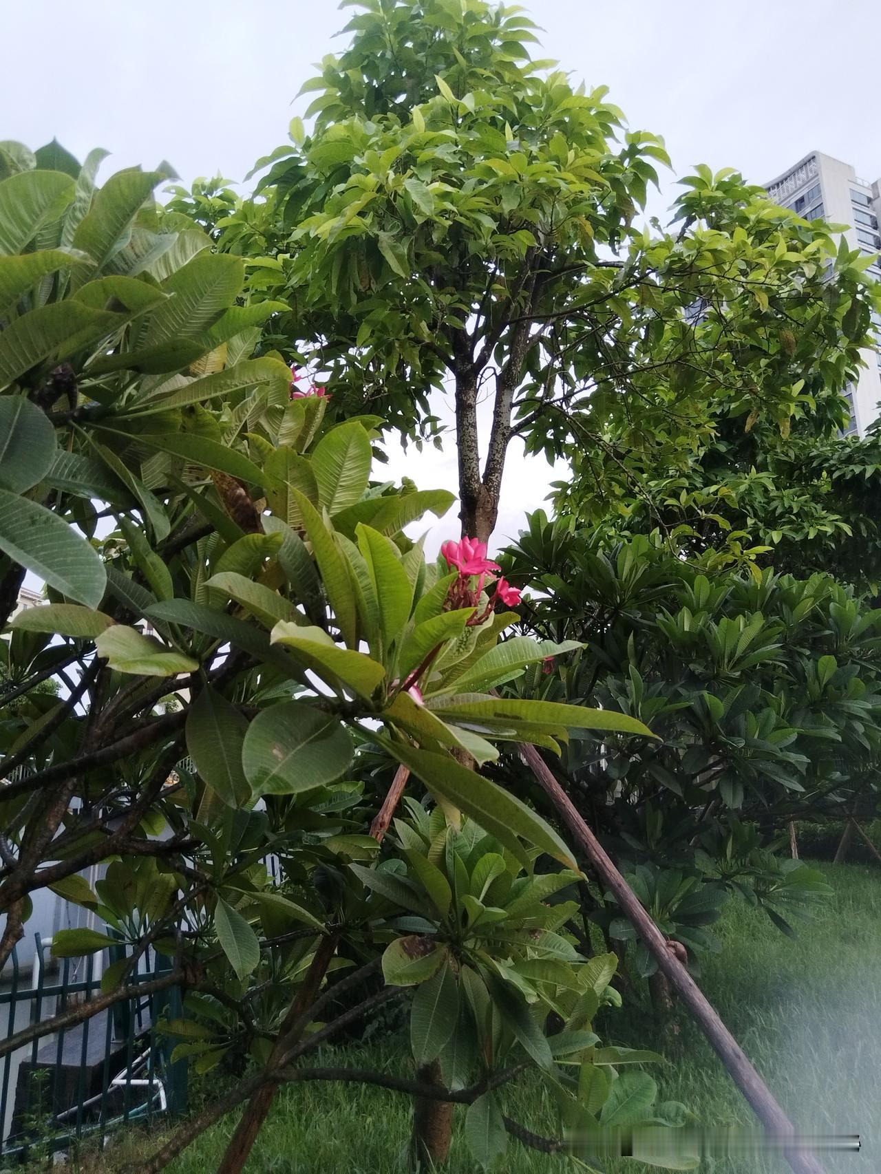早安！劢志心语早安 

清晨六点，窗外的鸟鸣清脆入耳。推开窗，微凉的晨风拂过面颊