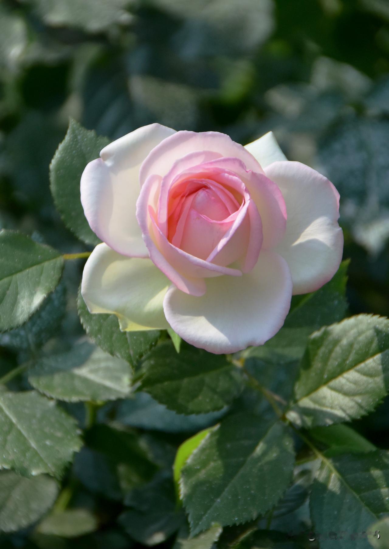 小区绿化带里的月季花，粉色龙沙宝石。