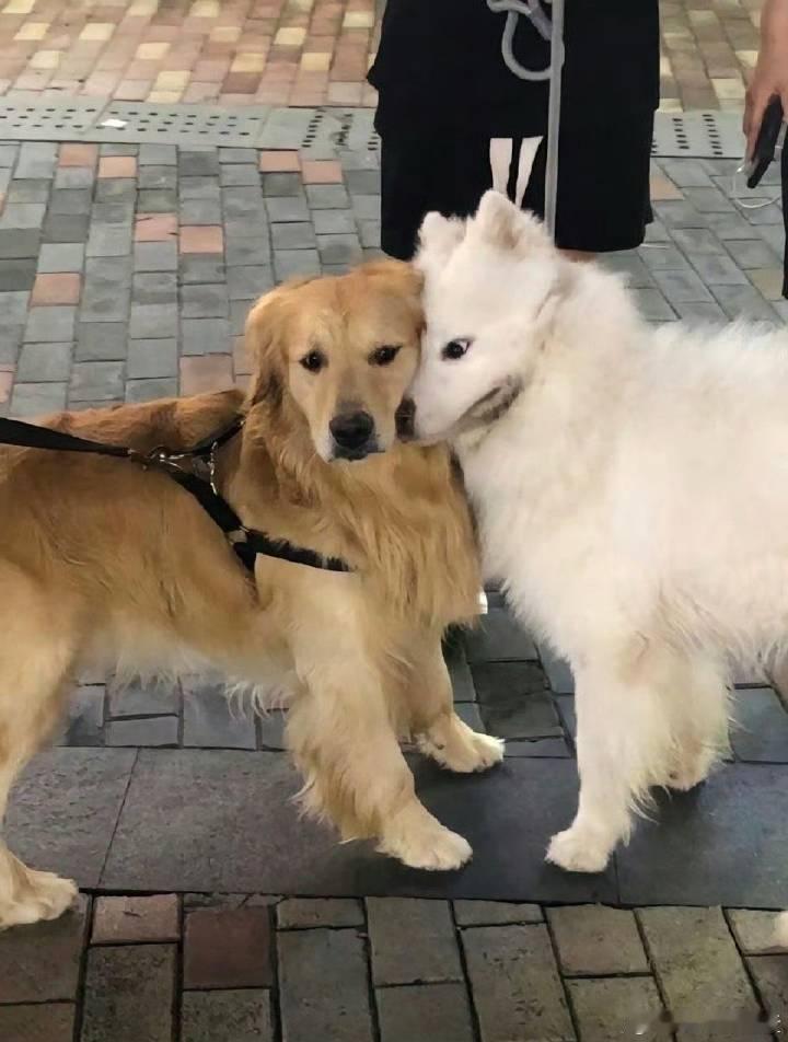 把金毛舔到生气的萨摩耶 萨摩耶生理性喜欢金毛 ​​​