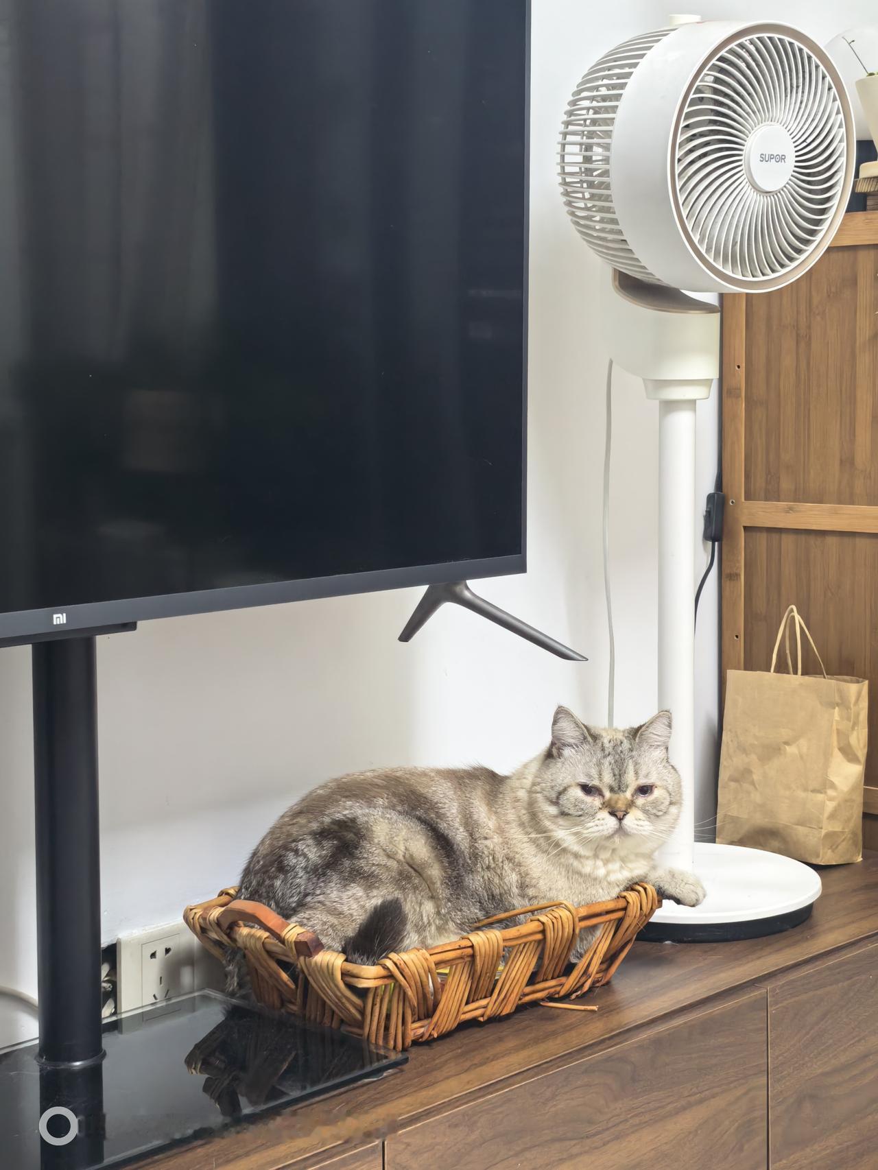 能晒一下你家猫咪慵懒的样子吗臭猫猫真的好懒，今年八岁了，越来越懒得动，也不跑了，