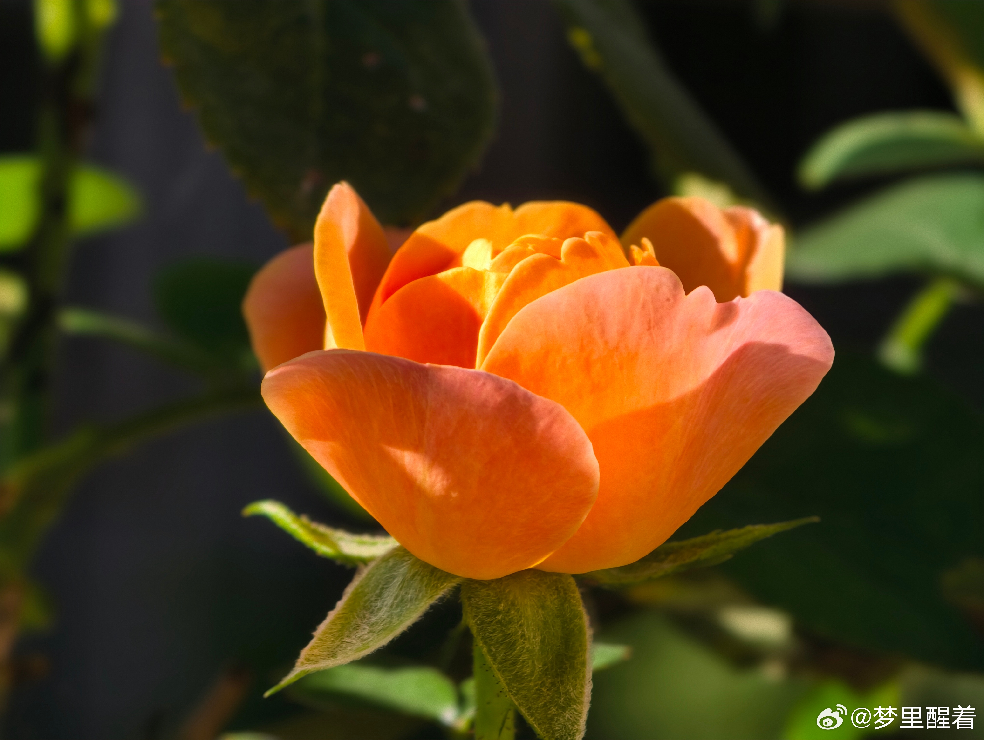 橙光落花瓣，花开自安然。 