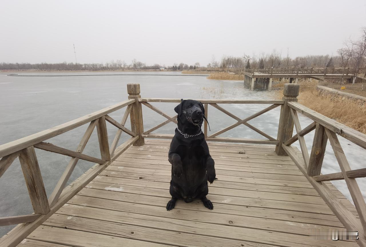 “狗之初，性本善，性相近，‌习相远‌，苟不教，性乃迁”。其实，狗和人是一样的！