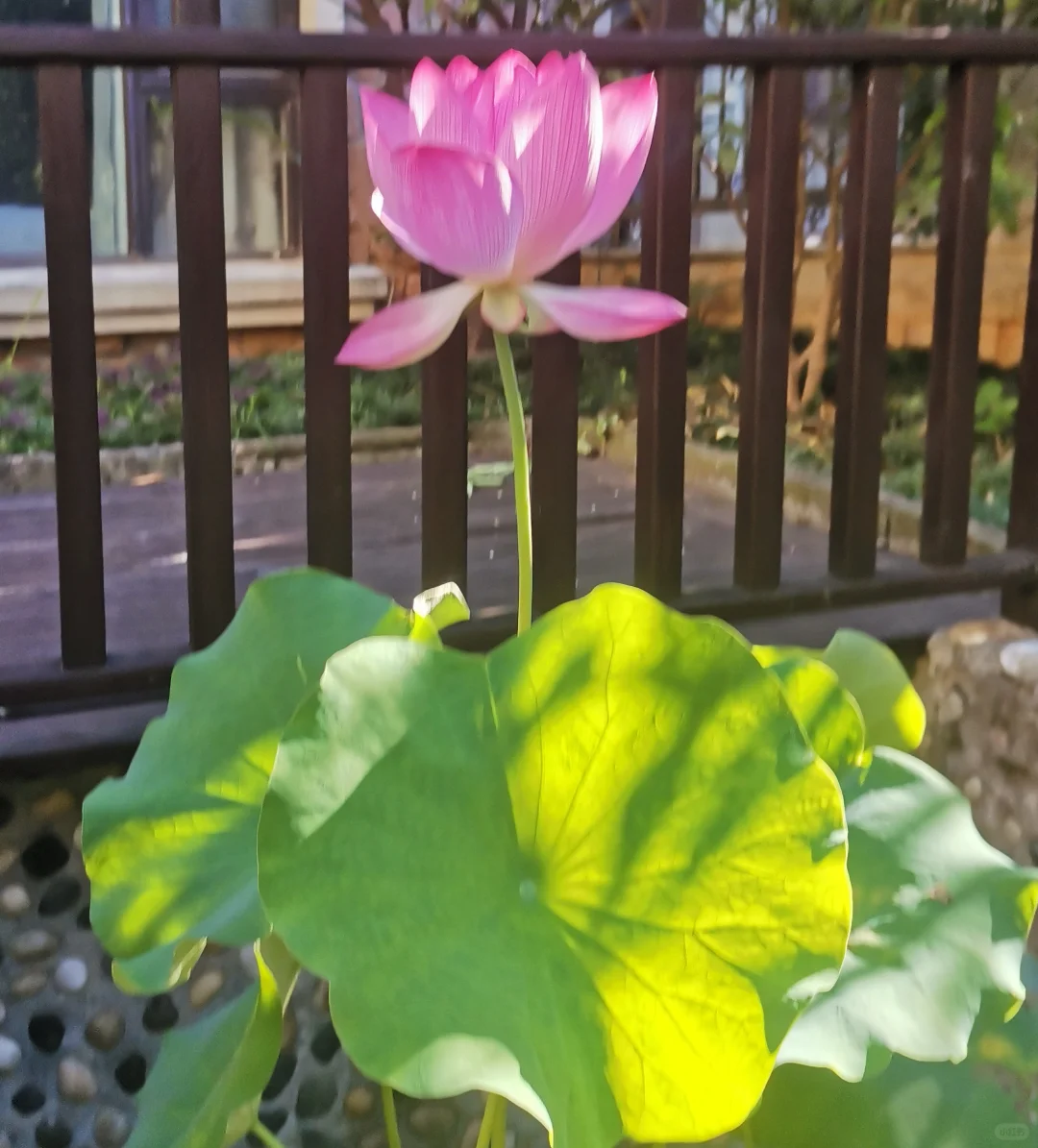 夏天防蚊