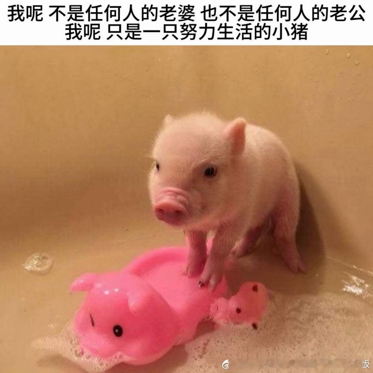 猪塑太可爱了… 