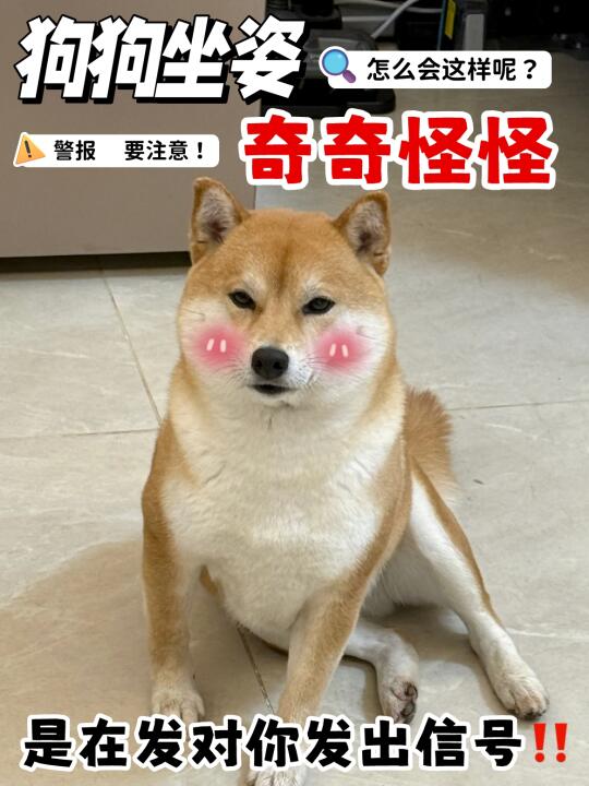 狗狗突然