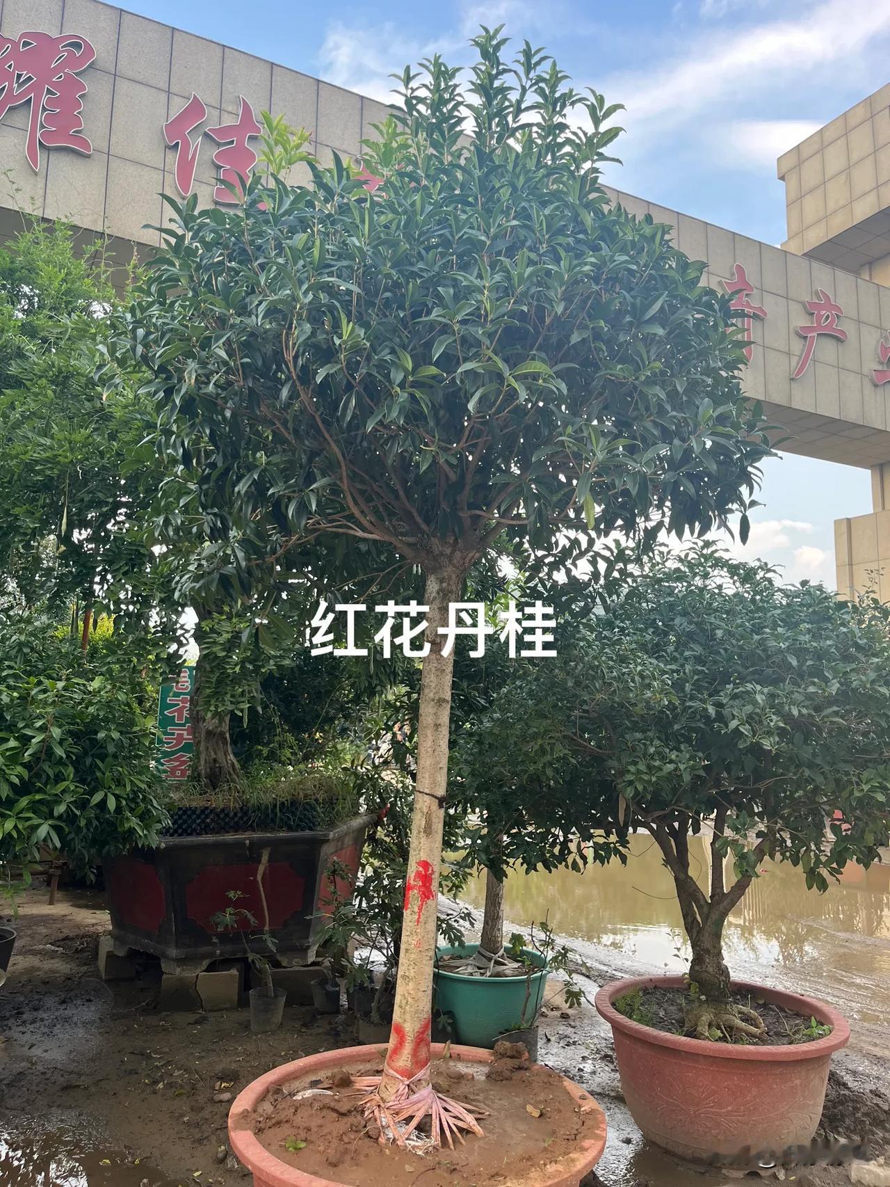 北方桂花抗寒能力强，都是用流苏做沾木提高了抗寒性北方冬天能室外安全过冬#分享自家