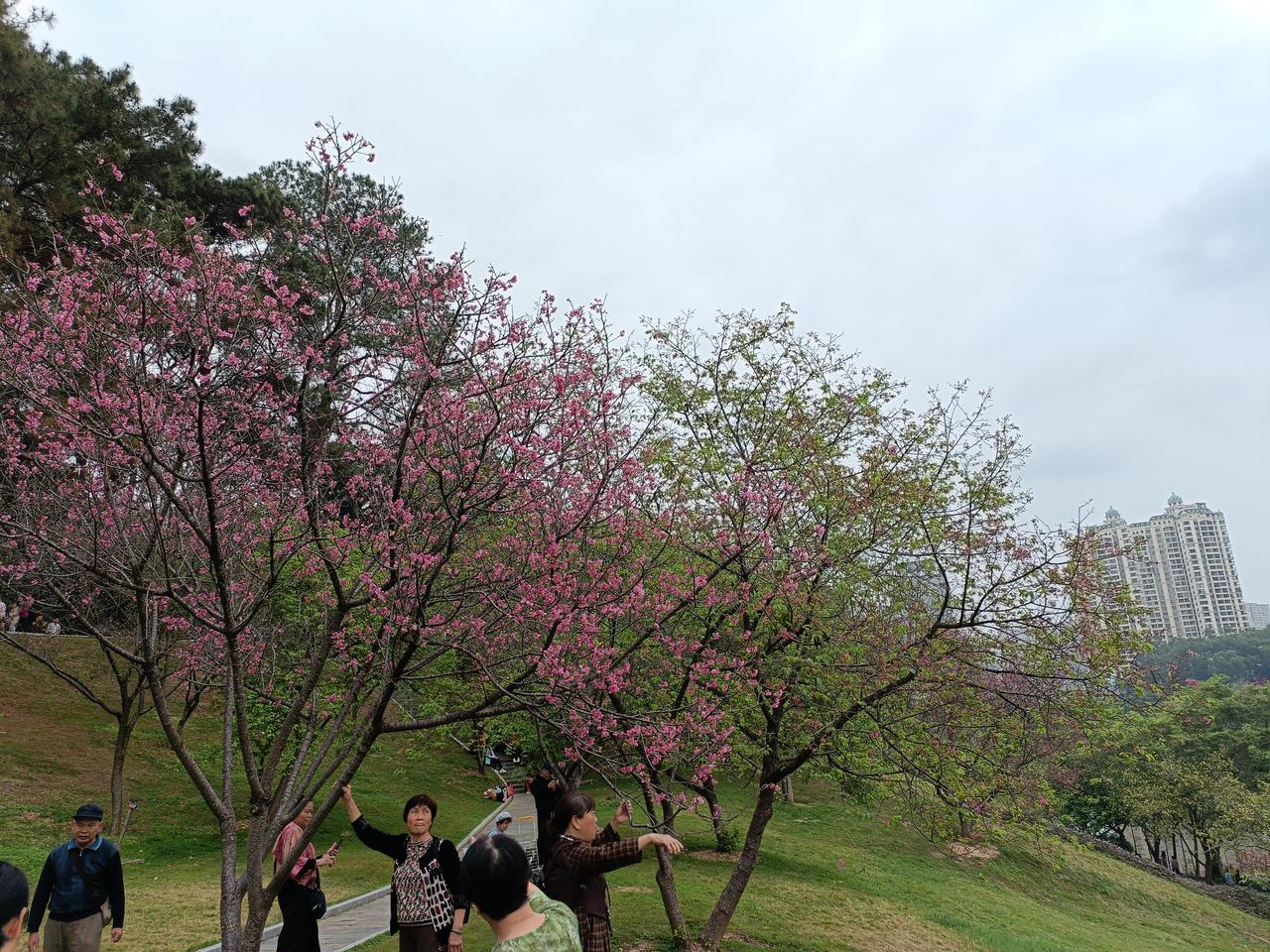 南宁石门森林公园赏花