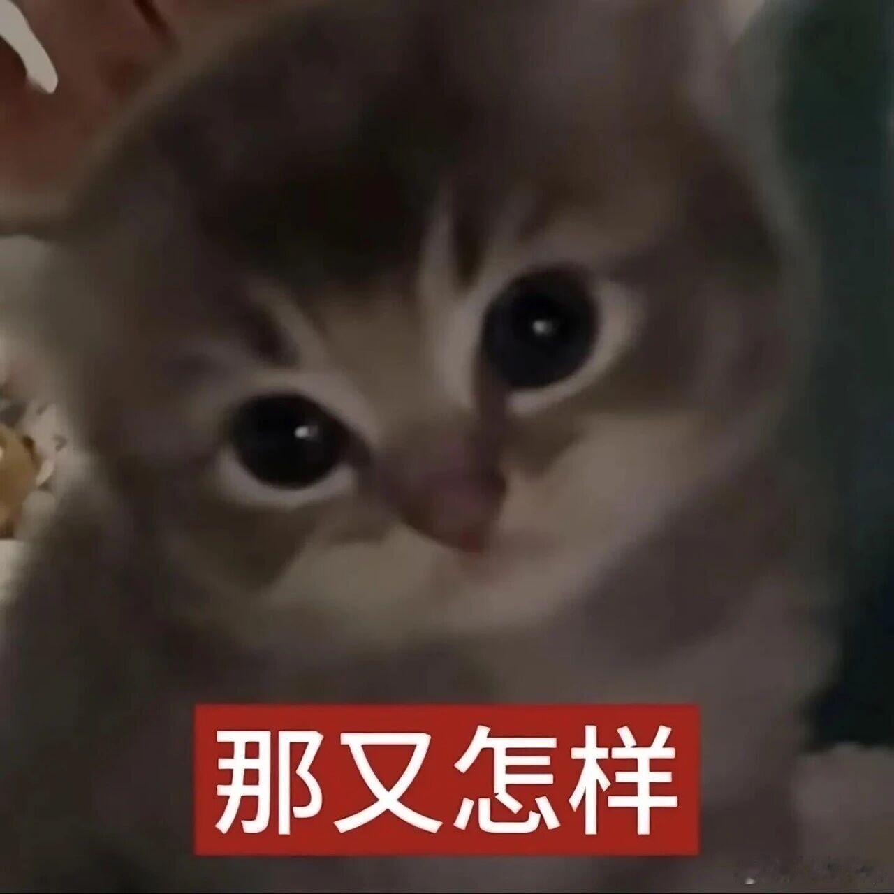 出远门记得跟小猫说一声 不知道是不是养猫的人都会这样，哪怕只是下楼拿个快递，也会