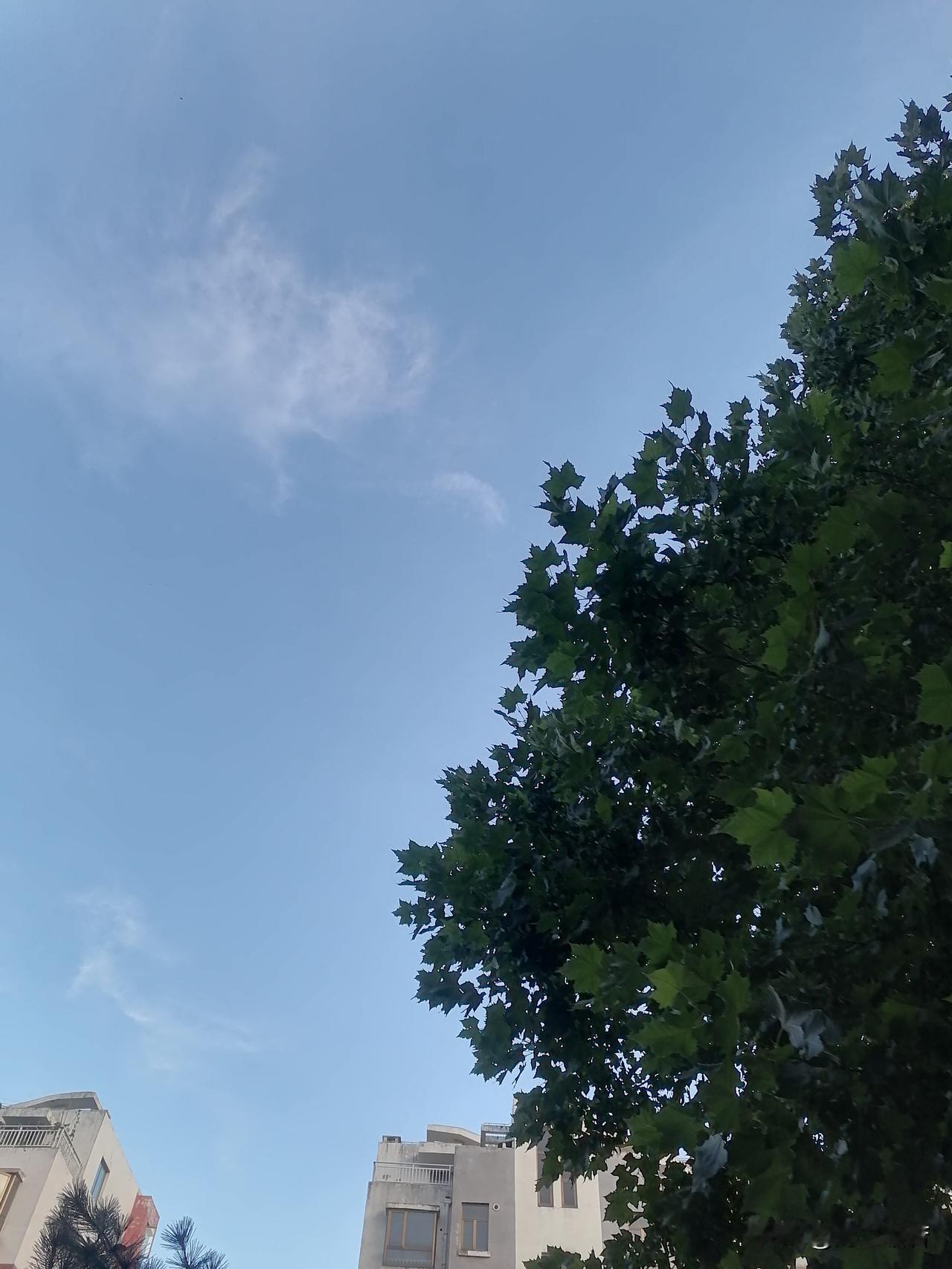 齐鲁大地我来了！莫名的亲切，莫名的舒服！终于吃上这里的菜，喝上这里的水了，最爱吃