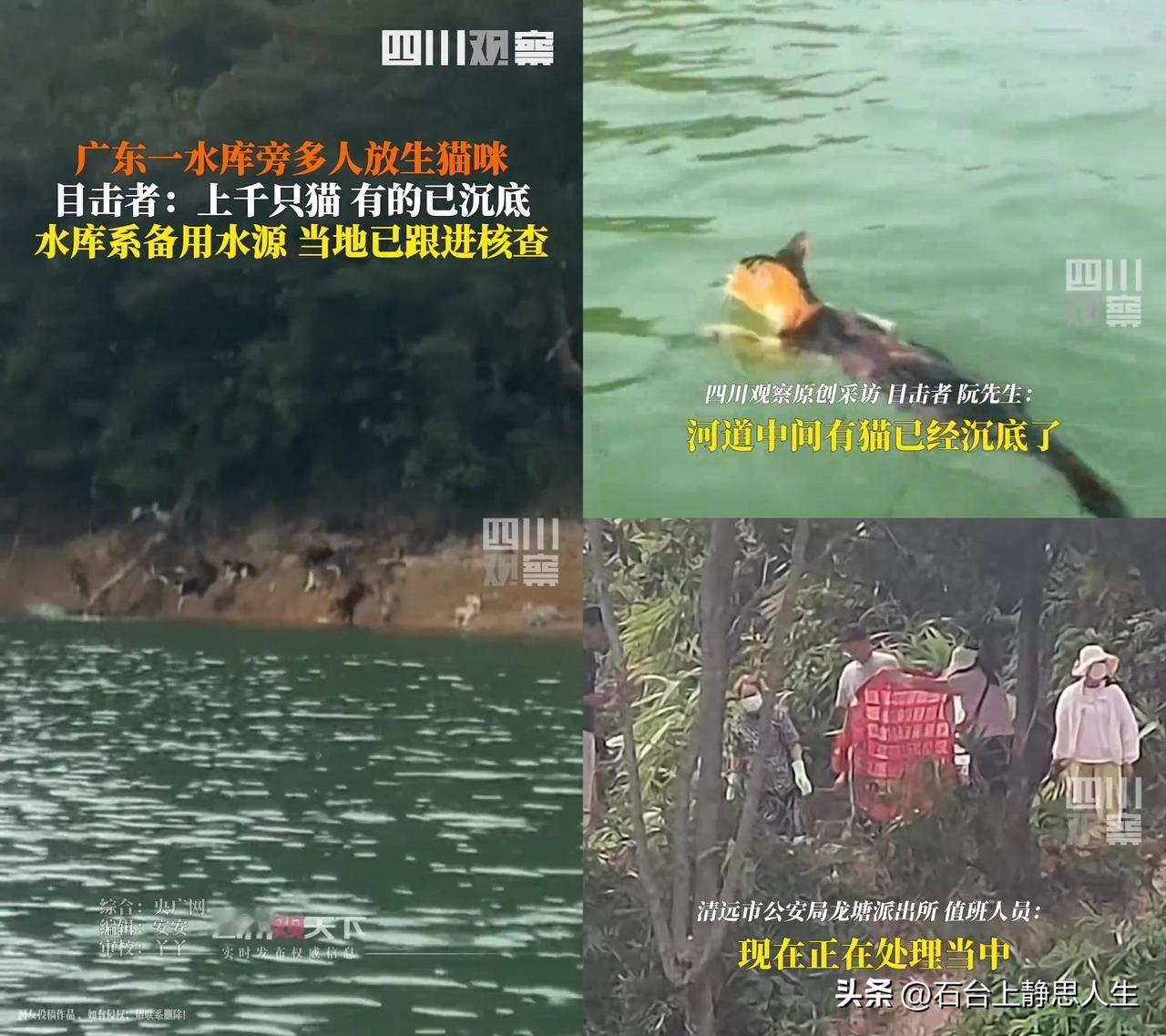 见过放生鱼放生鸟的，可谁见过往水库里扔猫的？！

广东清远一备用水库，三卡车