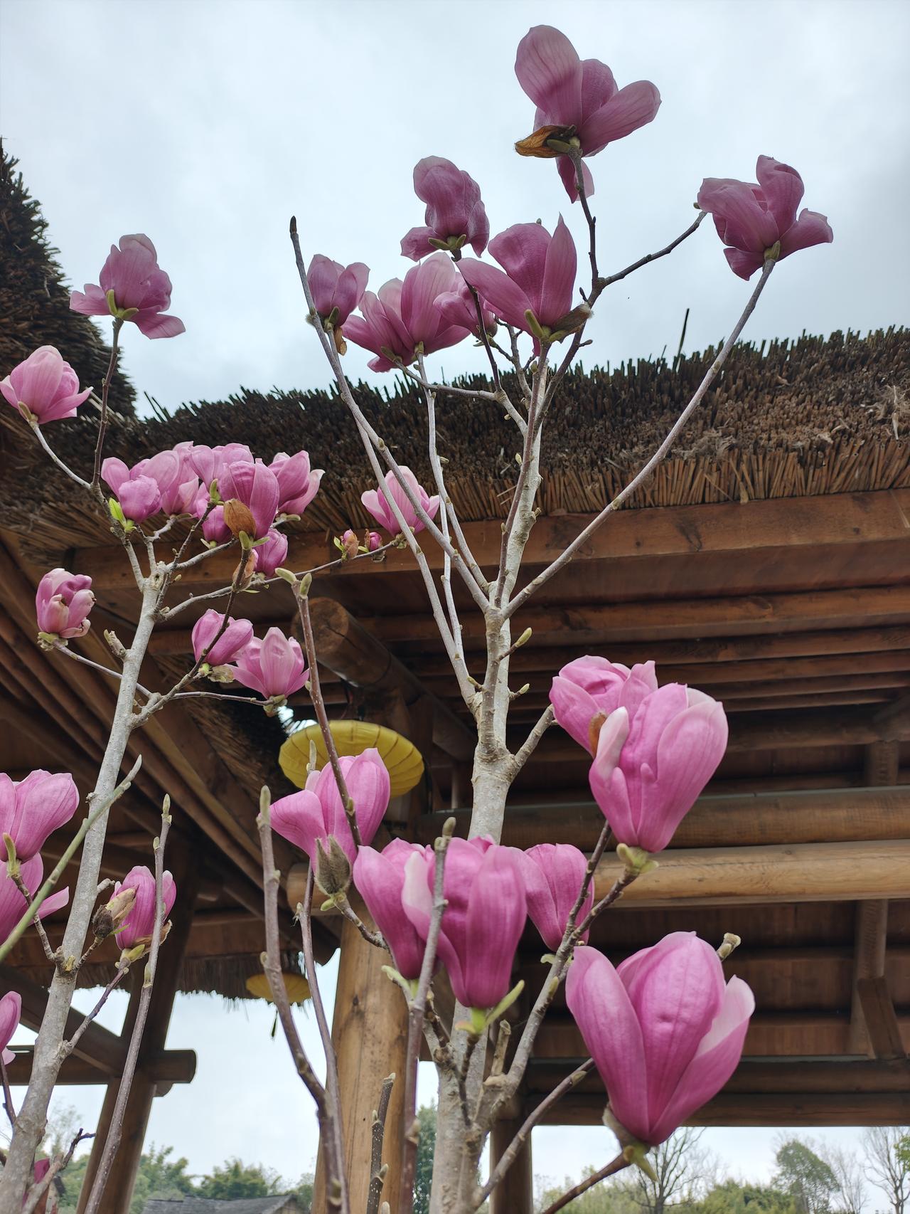 车贷刚清完，老公就被工地“放假”了，这日子真是愁得人头发麻！  

昨天去菜市场