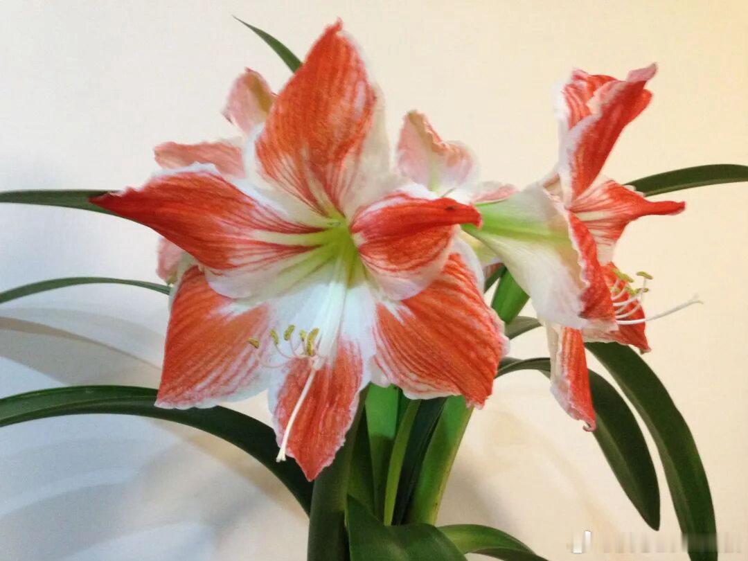 今天分享下朱顶红的种植方法。朱顶红的养护技巧其实朱顶红在平时的话，对水肥的要求不