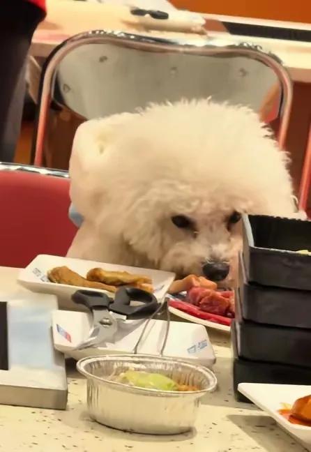 见过离谱的，没见过这么离谱的！合肥某试营业烤肉店居然让泰迪上桌舔公用餐具，这哪是