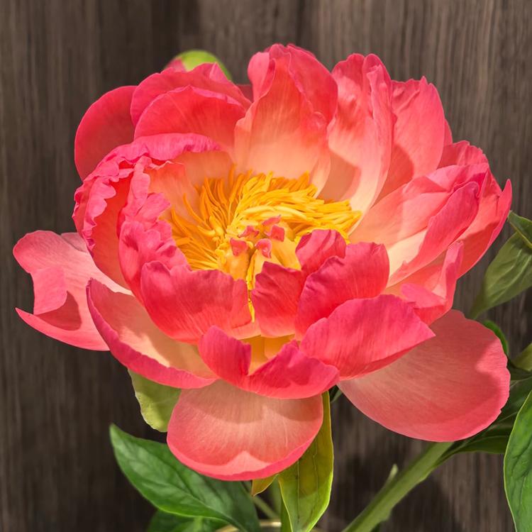 大花朵朵，热情盛放
花开灿烂，花姿曼妙
美轮美奂，花香怡人