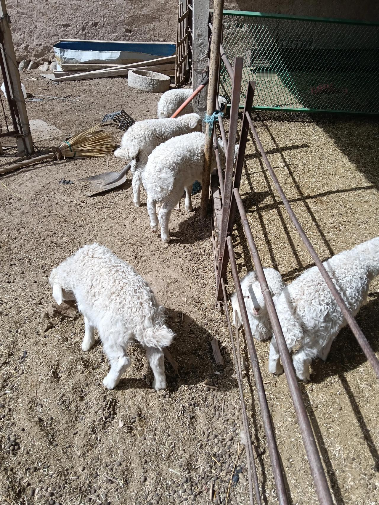 春日生活打卡季养羊三五只，一个人过日子，也是踏实感拉满。