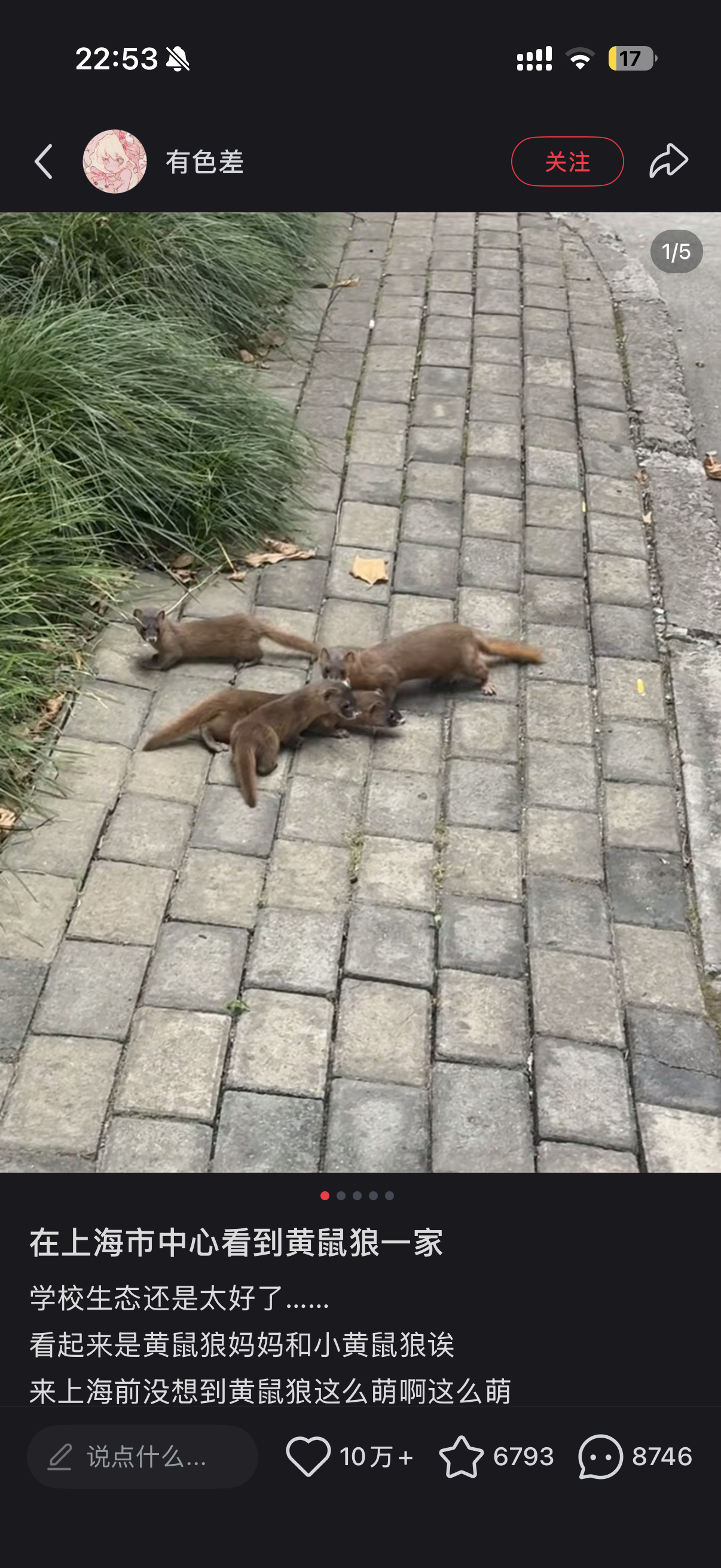 我昨天下班也看见了，当时还以为是猫可是感觉猫好像不长这样