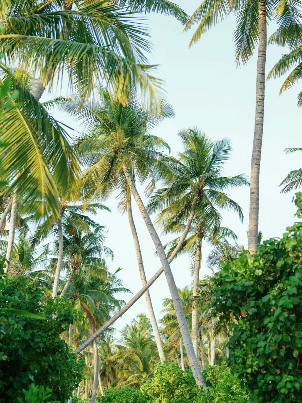 塞舌尔🇸🇨仅4张图，又一个顶奢要出道了