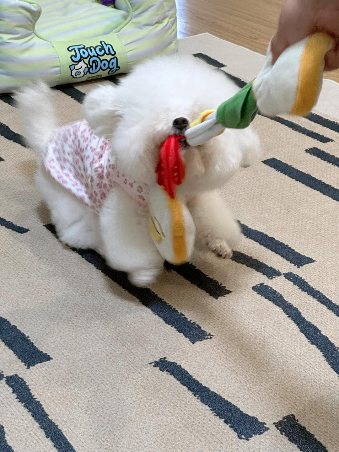 你别过来！这是我坠喜欢的玩具