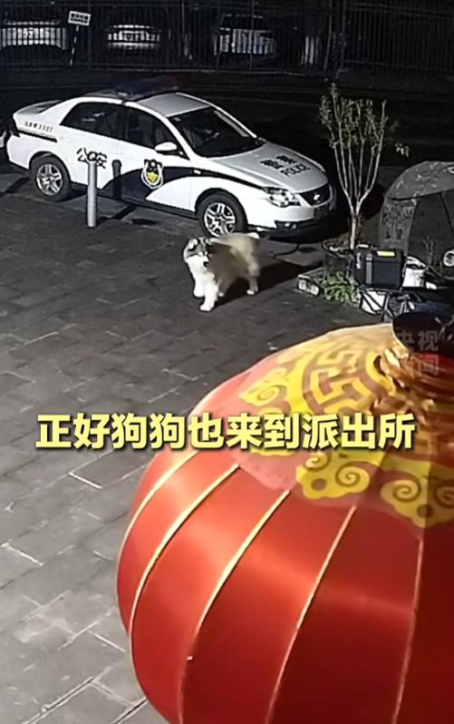 重庆这只阿拉斯加火了！5月21号报道，离家走失独自横穿多条街道，主动跑到派出所找