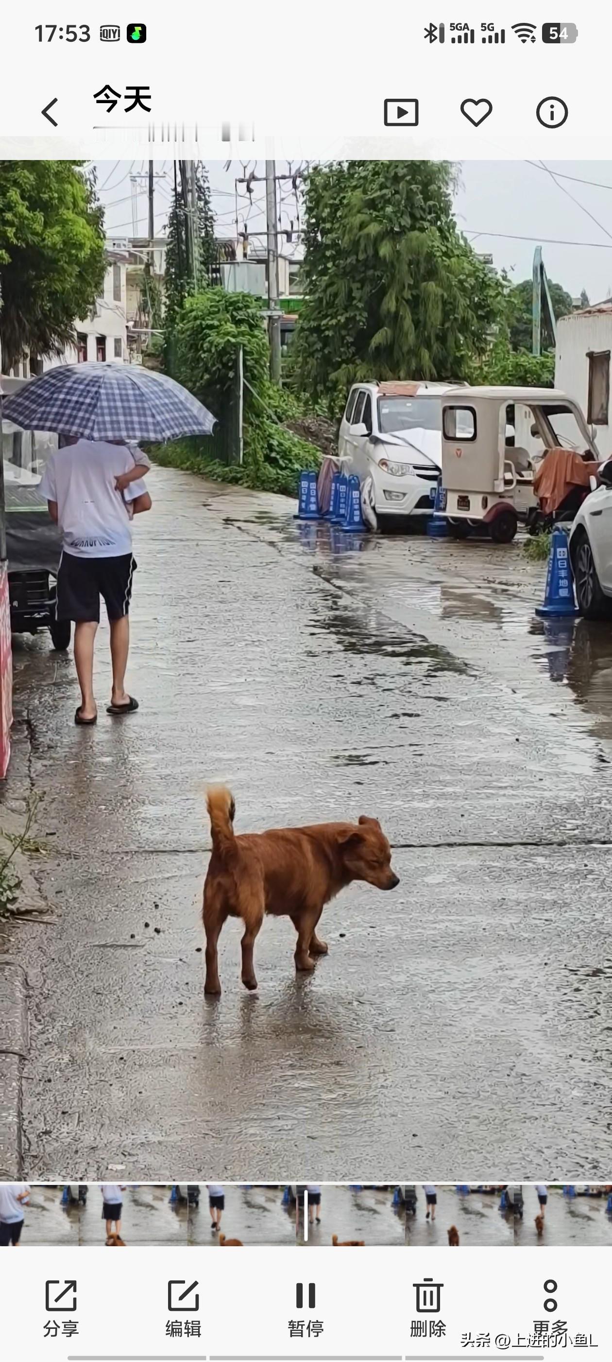 下雨天妹妹还让哥哥抱着出去压马路，小狗也在后面跟着。