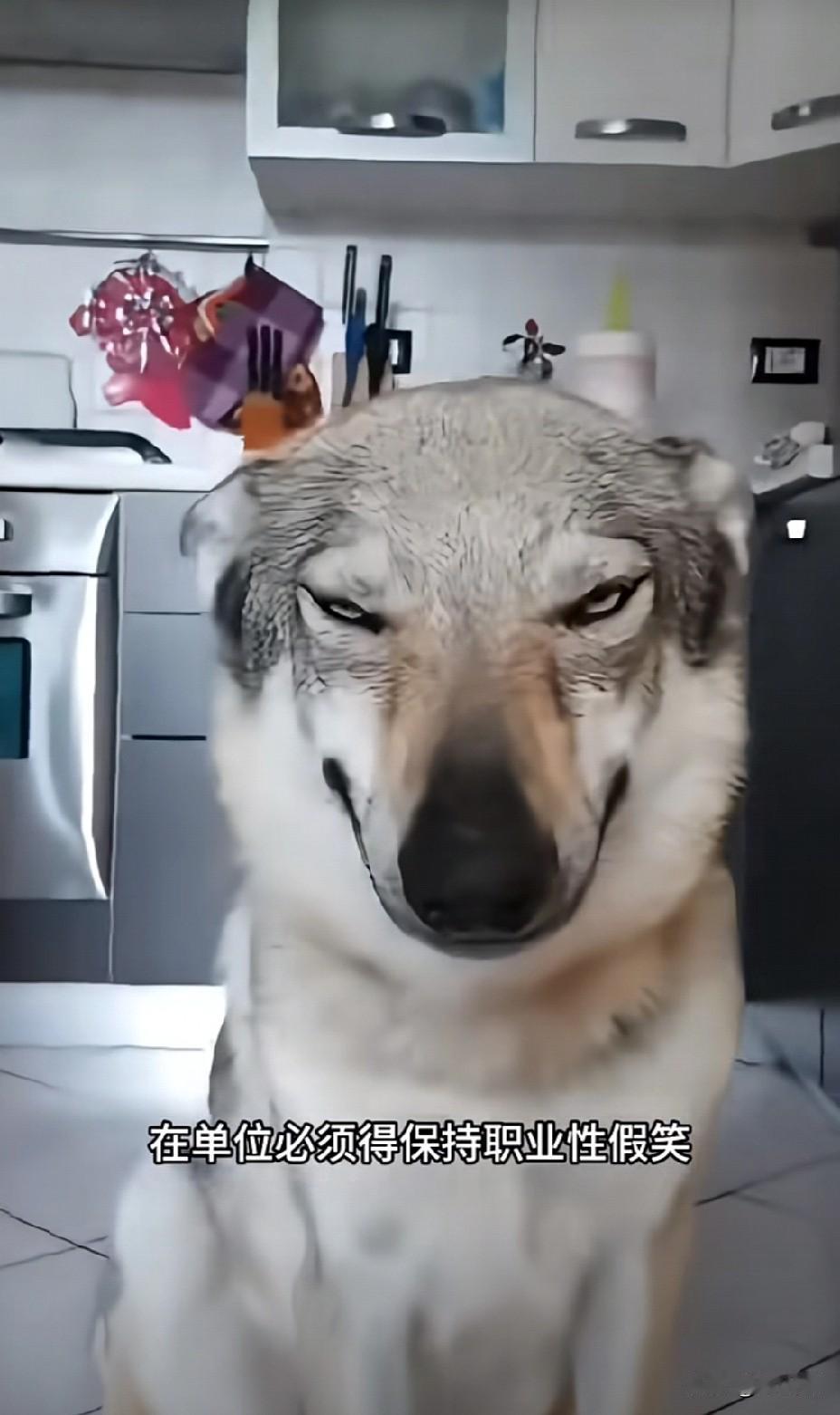 真离奇！还有培训新人职场假笑，话术的机构。最近在西安就有这么一个老师，自称是资深