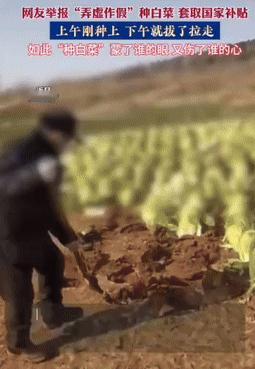 弄虚作假种白菜套取国家补贴，人有多大胆，地有多大产！
12月10日，江苏邳州戴庄
